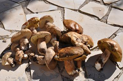LA FÊTE DES CHAMPIGNONS